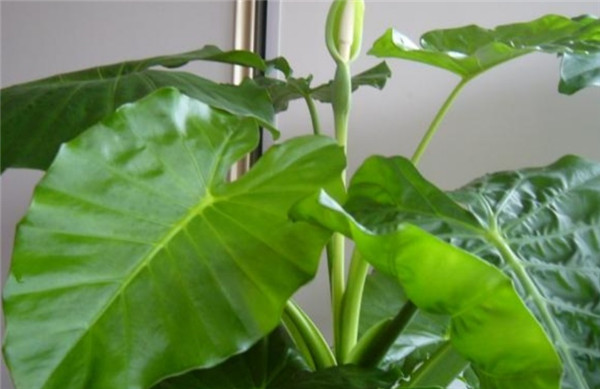 家居摆放植物中，哪些是有讲究得？